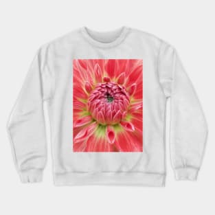 closeup macro photography of bright glowing red dahlia bloom with closed petals over a green coloured center Crewneck Sweatshirt